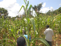 Agricultural program