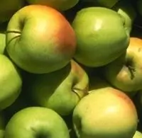 apples