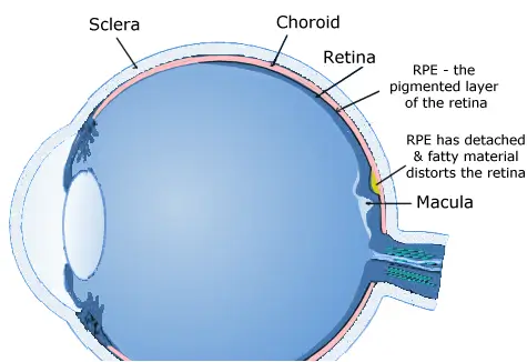 bests-x-section-1-1