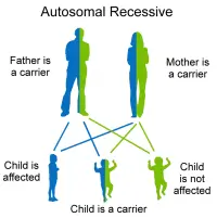 cone-rod-auto-rec (3)