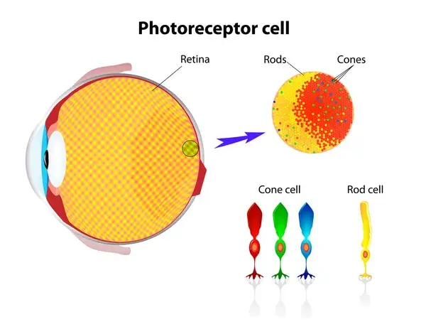 depositphotos_14149895-stock-illustration-retina-rod-cells-and-cone