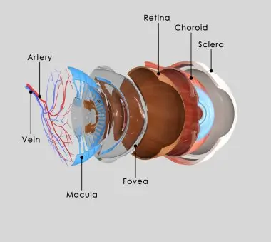 depositphotos_67607935-stock-photo-human-eye-layers
