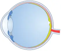 optic-nerve