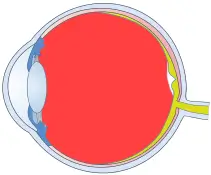 vitreous